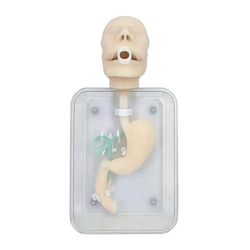 Simulated Gastroscopy Training Model for Endoscopy & Biliary System Surgery - Advanced Digestive System Simulation for Medical Education & l Development