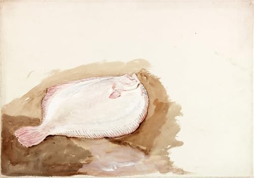 Impression toile étude d'un poisson plat Charles Napier Hemy