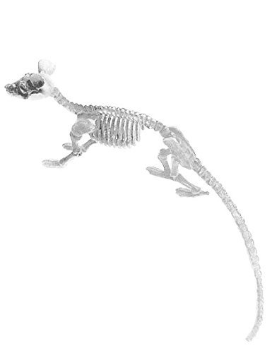 Chaks Halloween Dekoration Skelett Rattenskelett Ratte Chaks Halloween Dekoration Skelett Rattenskelett Ratte