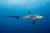 Pelagic thresher shark (Alopias pelagicus) Philippines Malapascua Island Poster Print by VWPicsStocktrek Images (17 x 11)
