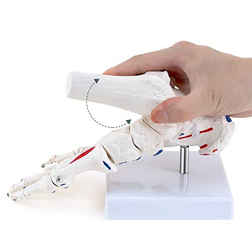 Image of RONTEN Life Size Flexible Foot Skeleton with Ankle Joint Model, Medical Anatomy Foot Skeleton Model Muscle Origins and insertions are Color-Coded(Right)