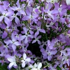 3500 Seeds Matthiola Evening Scented Stock+4" Free Reusable Plan Label - NPWS