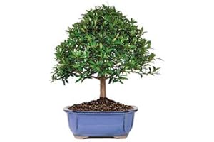 Cherry Blossom Bonsai Tree Live - Dwarf Cherry Tree