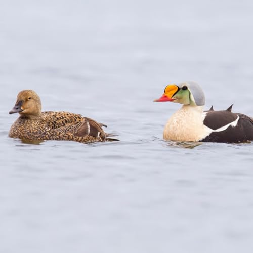 The Stunning King Eider