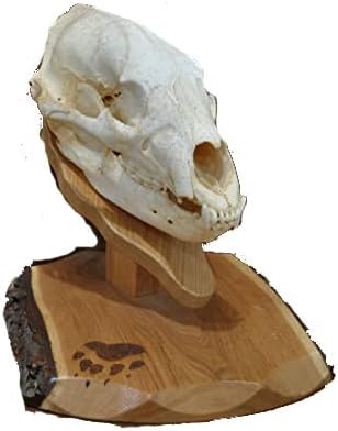 Bear Hunting, Bear Skull, Hunting, Bear Hunter, European Bear Mount, European Bear Skull, Bear Mount Plaque
