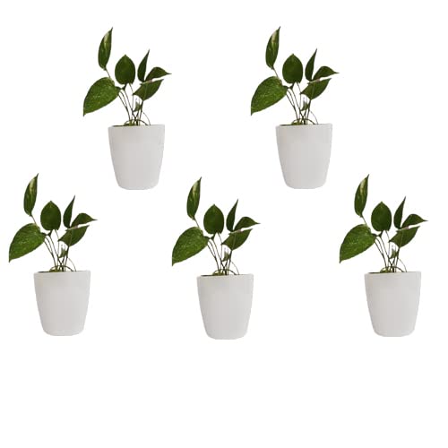 ZEONELY MART White Pots For Plants (6 inch) Milk White - 5 Pcs (B09M9QQ63L) Amazon Price History, Amazon Price Tracker