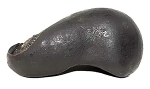 Rudrakshguru Matsya Shaligram - Gandaki River Nepal