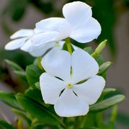 Green World F1 NANA VINCA WHITE FLOWER SEEDS FOR KITCHEN GARDENING (10 seeds) (B09KQN9JFM) Amazon Price History, Amazon Price Tracker