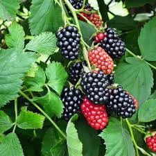 Navaho BlackBerry Plants, Live Thornless Berry Bush, Fruit Bearing Shrub for Home Gardens, Easy to Grow Perennial (1 Gallon/Potted/Set of 2 Plants)