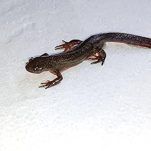 五島列島 福江島 アカハライモリ 幼体3匹 + 補償1匹 ➃