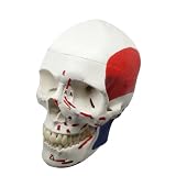Anatomisches, muskulöses Totenkopf-Modell, echte Größe, menschliches Anatomie-Modell, Kopf-Skelett mit Zahn, Zahn-Lehrzubehör