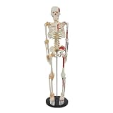 Human Skeleton Model 1/2 Life Size 85cm Half Muscle and Half Ligament Drawing Medical Science Anatomy