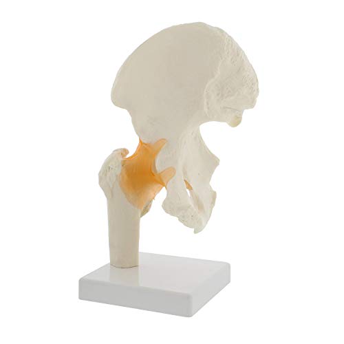 MonMed Life Size Hip Joint Human Bone Model, Medical Anatomy Right Hip and Joint Teaching Skeleton Hip Joint Hip Bones