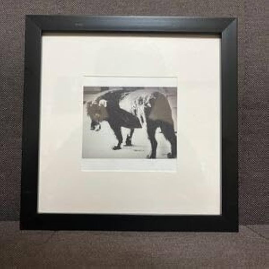 額装済作品/森山大道/StrayDogMisawa.1971/インテリア/アート 額装済