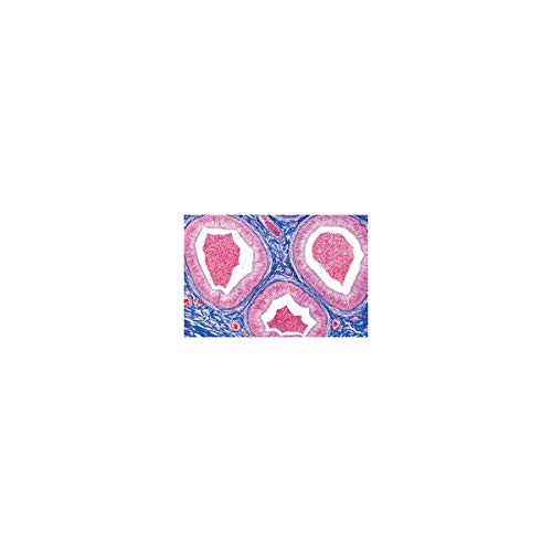 Image of 3B Scientific GmbH W13316 Genital System-German