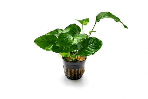 AquaBreedingSkill Anubias barteri – plante d’aquarium vivante pour eau douce, plante verte décorative pour aquarium, idéale pour poissons et crevettes – avec passeport phyto