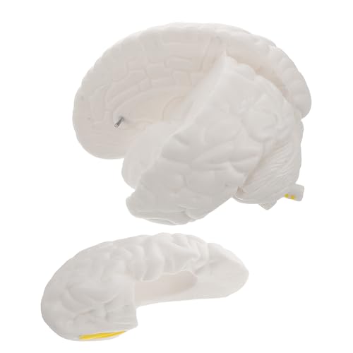 Modèle cérébral neurologique d'enseignement en écoles médicales et universités