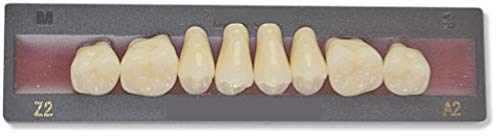 Dents Artificielles HAUT - POSTÉRIEUR DU HAUT (8 dents)
