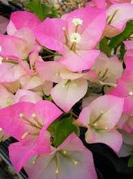 Image of Rare Bougainvillea Live Flower Plant || Healthy Live Plant with Grow Bag & Secure Packing || Beautiful Flower Garden Decoration (2in1)
