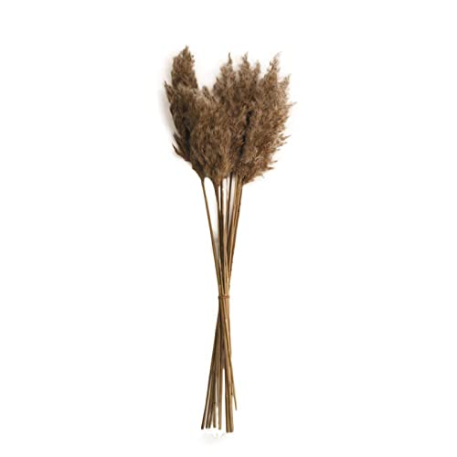 Arundo Donax - Tubo de estaca Natural (65 cm, 20 Unidades)