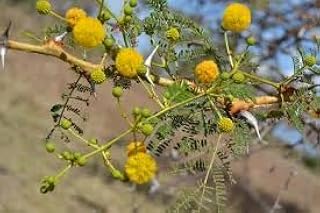 Shittim Wood Seeds, Shittim Tree Seeds, Acacia seyal 30 Seeds,, Natural