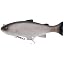 rainbow trout