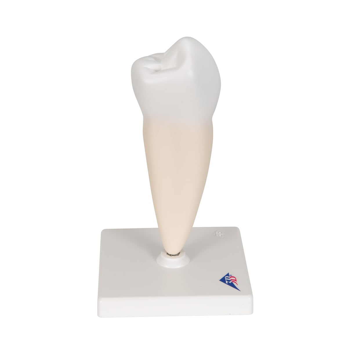 3B Scientific D10/3 Prémolaire Inférieure à une Racine + Application anatomie gratuite - 3B Smart Anatomy