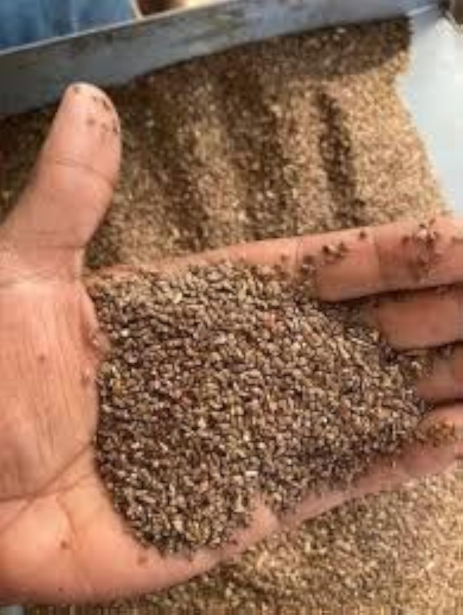 Talmakhana Seeds (100 gm), Ayurvedic Zone