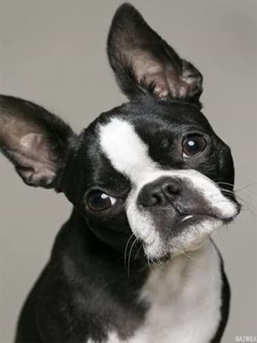 Peinture diamant Boston Terrier 30x40 cm kit de broderie perles rondes