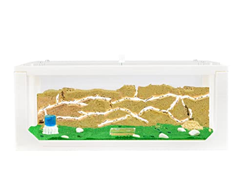 AntHouse - Fattoria di formiche di sabbia naturale | Starter Set 3D Bianco Grande 30x15x10 cm | Compreso il formicaio