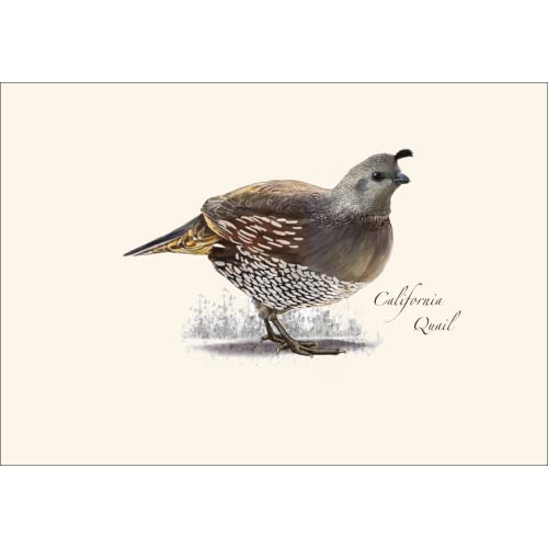 Image of Earth Sky + Water - California Quail Notecard Set - 8 Blank Cards with Envelopes