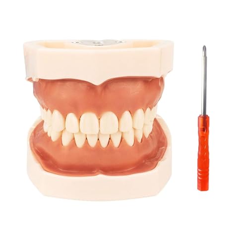 Dental Typodont Teeth Model, 28/32 Removable Teeth, Removable Teethteaching Practice Modelteaching Research Dental Modelcomes with a Small Screwdriver (28-Tooth Model)