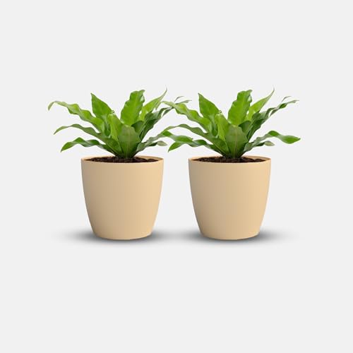 Image of YUCCABE ITALIA SHERA Stella 6 Inch Plastic Plant Pot for Home Decor Indoor Plant Pots for Living Room Plastic Flower Pot for Garden (Beige, 6 INCH - 2 Pcs)