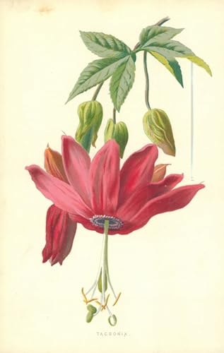 Lienzo decorativo Tacsonia de Frederick Edward Hulme, arte botánico para un hogar acogedor