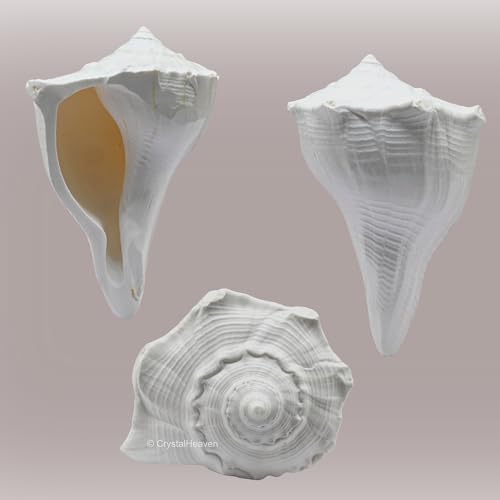 Image of Crystal Heaven Dakshinavarti Shankh Original - 2 to 3 inch inches Large Dakhinabarti Sankha for Puja Original Conch Shell - Natural Dakshinmukhi Shankh for Pooja, Meditation and Gifts