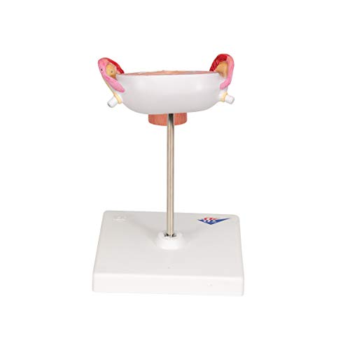 Image of 3B Scientific L10 /3 3rd Month Embryo - 3B Smart Anatomy