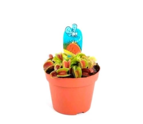 Carnívora Dionaea Muscipula, 9 cm. Planta natural Carnívora Dionaea Muscipula o Venus atrapamoscas, es una planta carnívora que atrapa insectos con sus hojas trampa. Segura Garden.