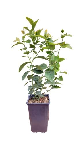 Planta Natural Arándano Planta Frutal de Exterior Ideal para Terraza y Jardín Árbol Frutas Bosque