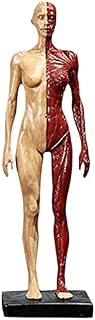 Anatomy Model Educational Model 11 Inch Human Figure Human Body Musculoskeletal Model Skull Body Muscle Bone Resin Model,Medical for Medical t