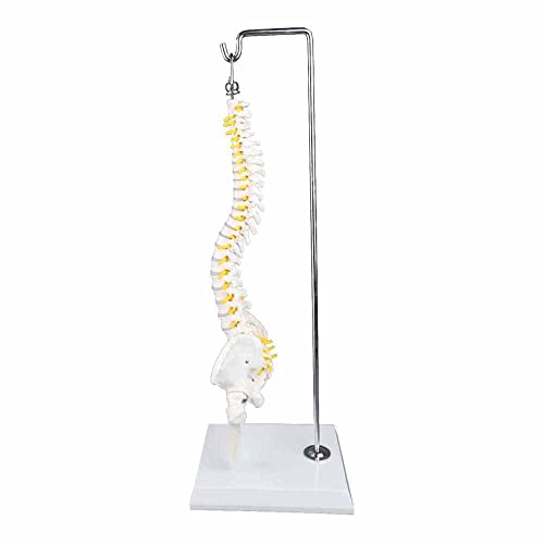 Image of Walter Products B10237 Mini Human Spinal Column Model