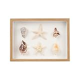 liomey 11.69x8.27 Inch Coastal Wall Art Wooden Frame with Natural Conch Shells, Nautical Beach Home Decor, Ocean Themed Display for Living Room, Bedroom or Bathroom(Two Large Starfish)