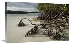 16 x 24 in. Red Mangrove Root Props Growing in Sand, Galapagos Islands, Ecuador Art Print - Tui De Roy