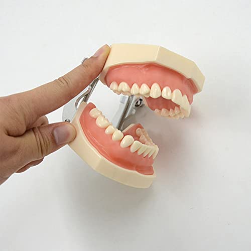 Tandmodel 28 tanden, standaard tandgeneeskunde, leeronderzoek, tandenpoetsen, leren demonstratiegereedschap, zacht… - Image 3