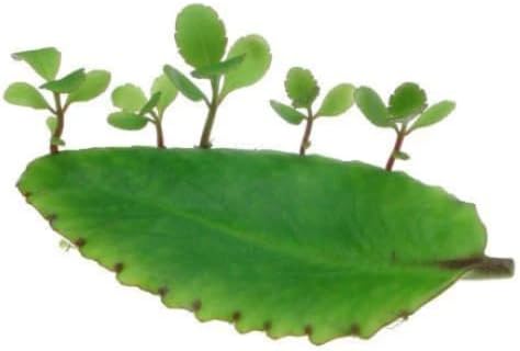 Miniatura 2 de KALANCHOE PINNATA Miracle Leaf Air Plant Bryophyllum Pinnatum 12 Hojas