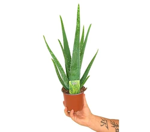 Aloe Vera M12 | Maceta 12CM | Altura 35 CM | Suculenta perenne| Planta natural | Planta de interior | Decorativa