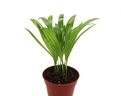 Areca Palm in 4 inch grower's Pot Sold by California Tropicals