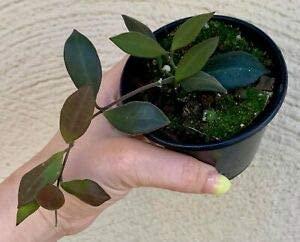 The Plant Paradise Hoya Burtoniae Plant for Indoor & Outdoor Decoration with Plants (B0BXSN3C12) Amazon Price History, Amazon Price Tracker