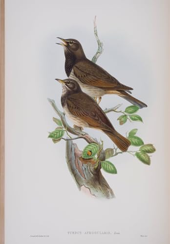 Tableaux peinture sur toile oiseau Turdis Atrogularis John Gould | Décoration murale 60x90