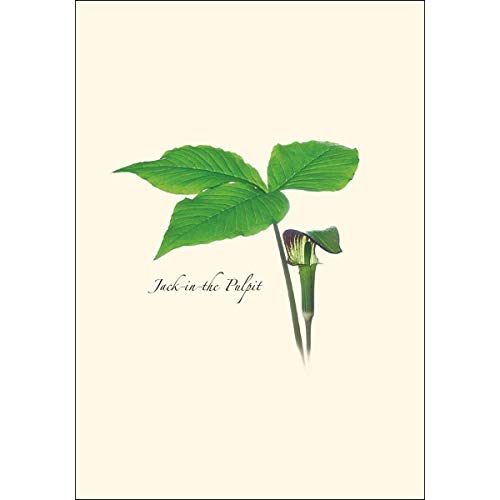 Image of Earth Sky + Water - Wildflower Assortment II Notecard Set - 8 Blank Cards with Envelopes (4 each of 2 styles)