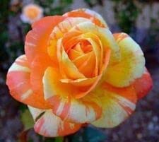 10 Orange White Rose Seeds Flower Bush Perennial Flowers Seed, (Ln) Fresh Seeds #TOP7